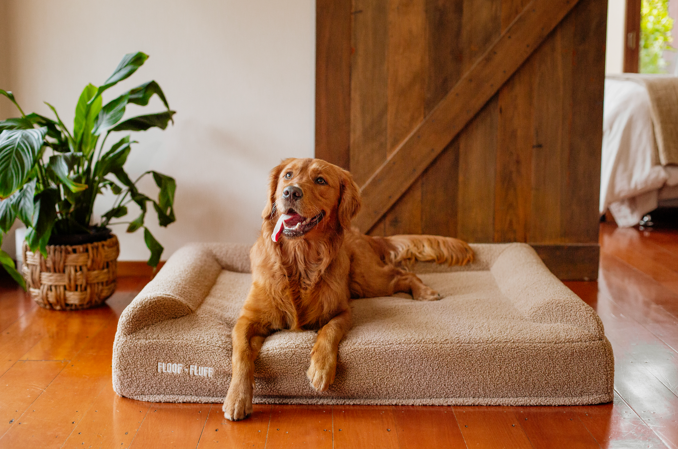 Golden retriever laying on a large floof n fluff dog bed