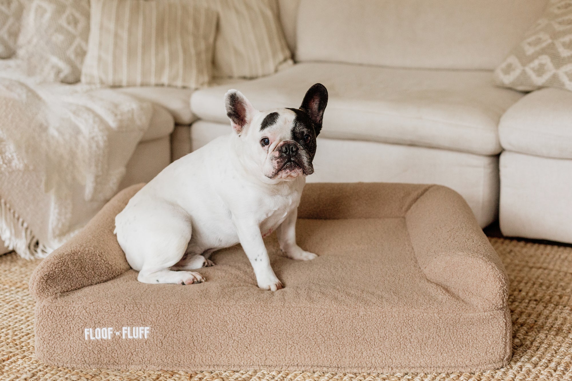 Frenchie Sitting on a Floof n Fluff Orthopaedic Memory Foam dog bed