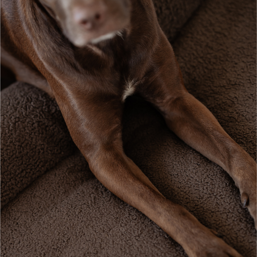 Orthopaedic Dog Bed