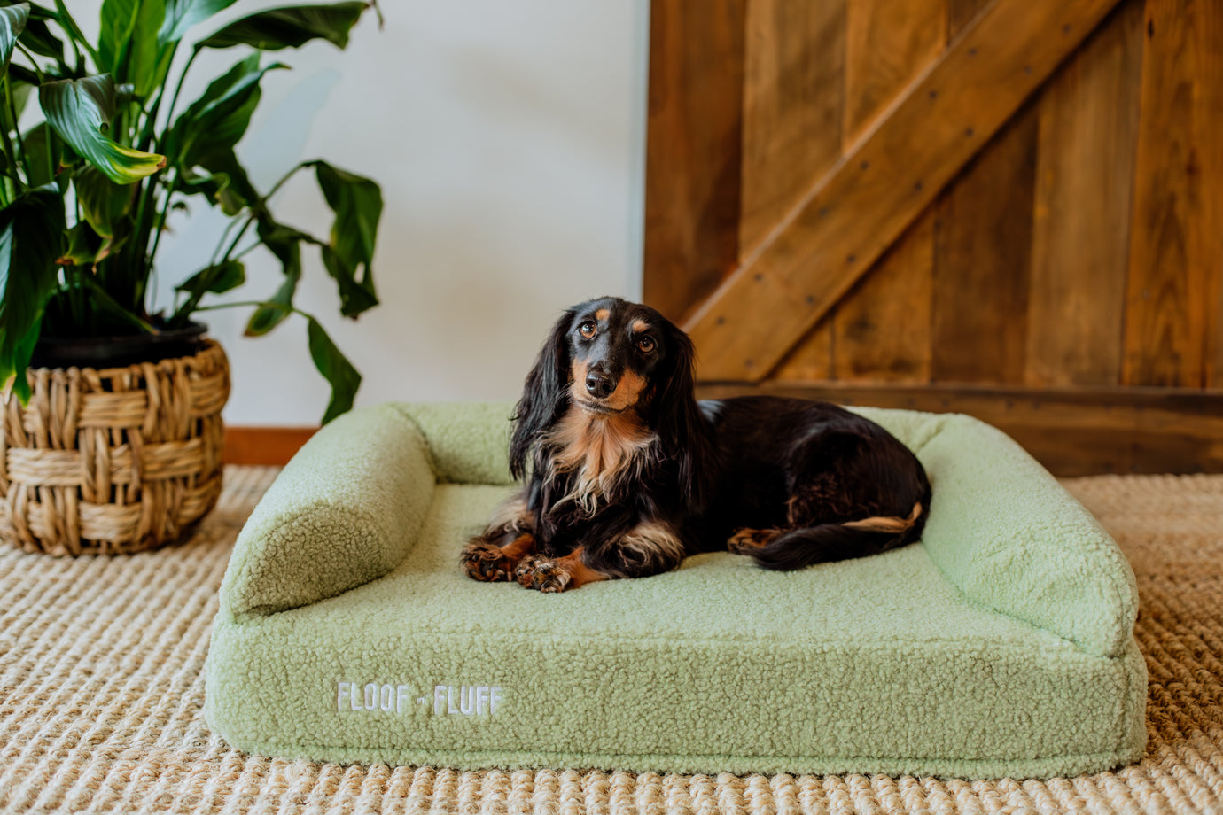 dachshund laying on a small floof n fluff memory foam dog bed