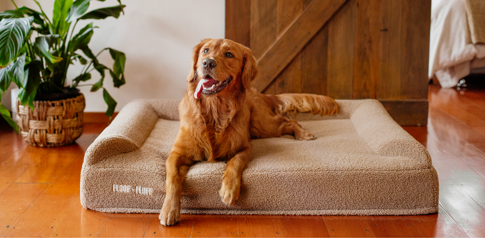 Dog lying on a large beige pet bed in a room with wooden flooring and a plant.