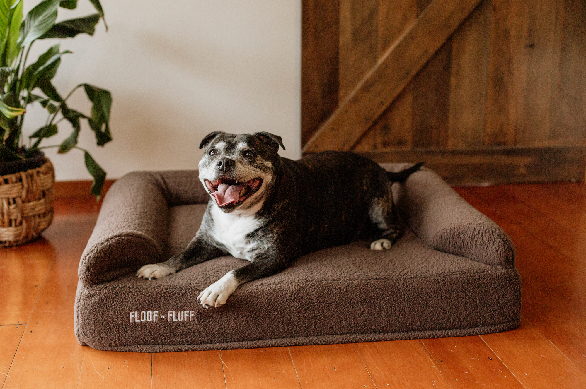 Staffordshire bull terrier laying on a medium coco Floof n Fluff Orthopaedic Memory Foam dog bed 