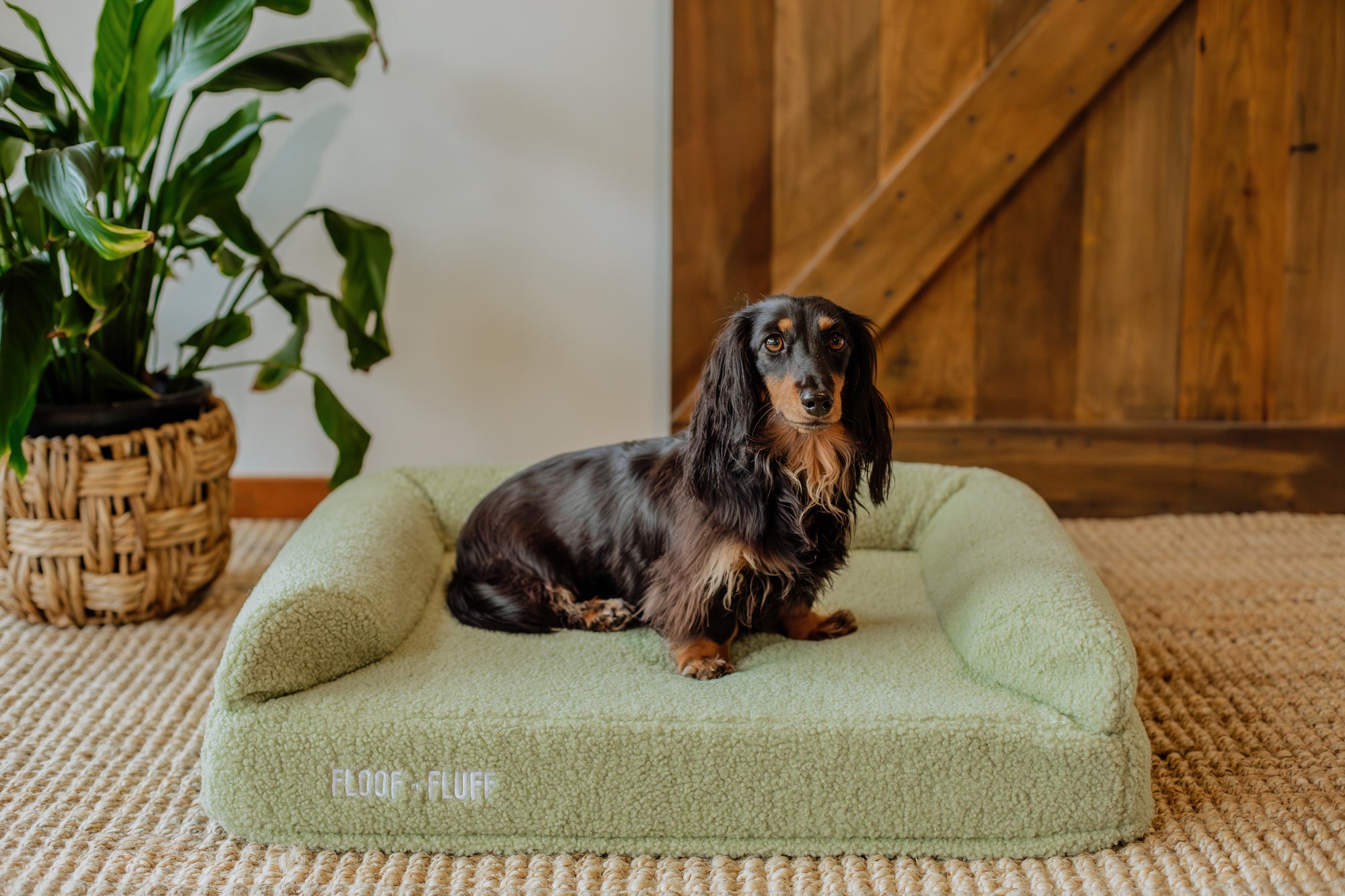 Long haired Dachshund laying on a small sage Floof n Fluff Orthopaedic Memory Foam dog bed