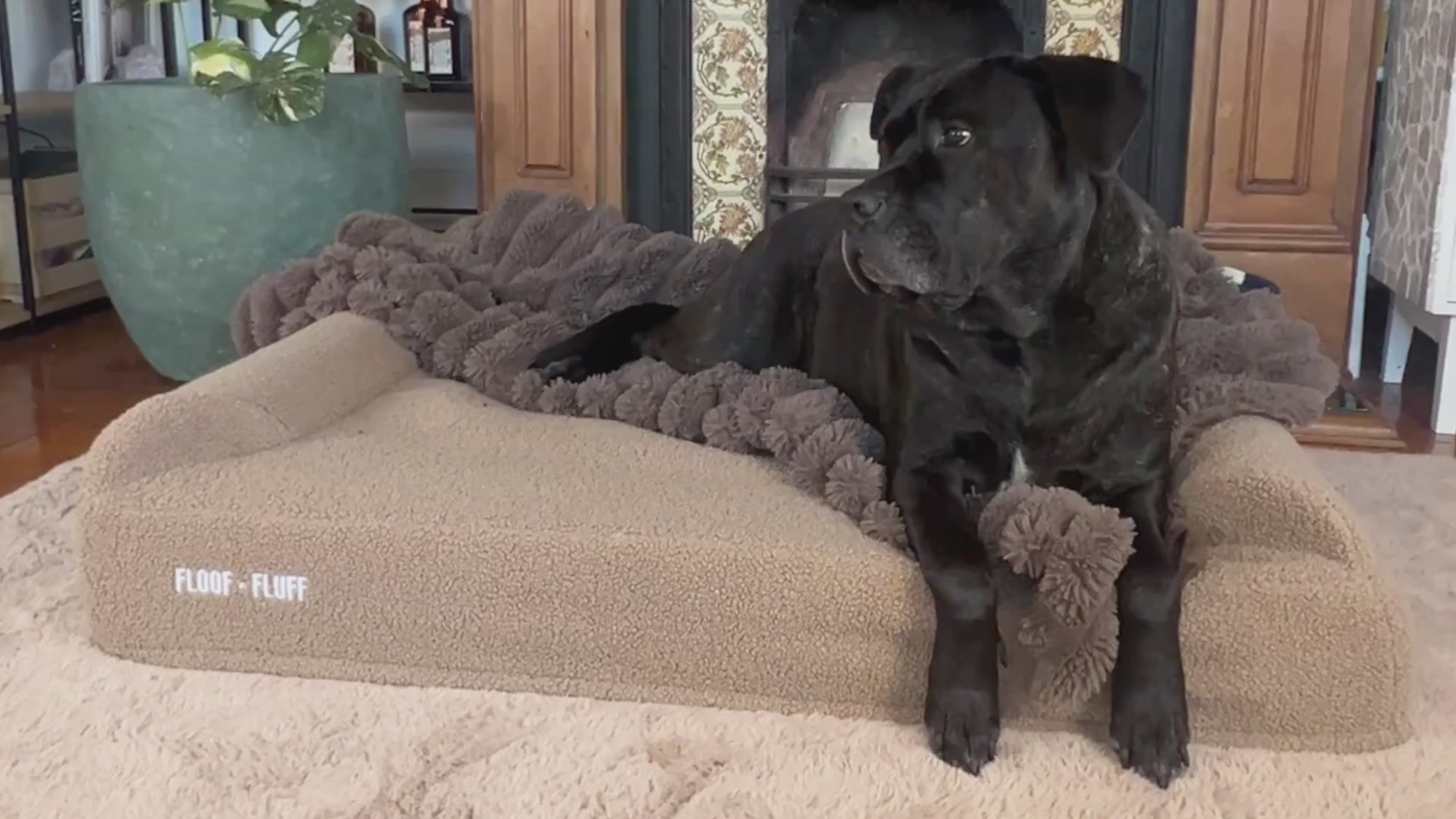 Floof n Fluff Orthopaedic Dog Beds Website Video